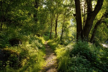 Sunlight filters through trees along a serene forest path in the early morning hours