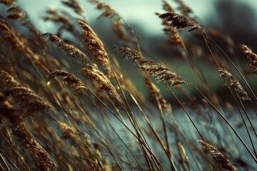 Fototapeta premium Golden reeds sway gently by the water under a soft, cloudy sky during the early evening light