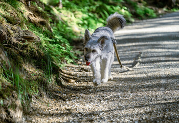 Happy dog walking on forest trail on a sunny day