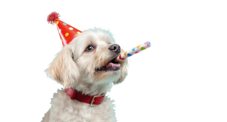 Celebrate Your Dogs Birthday with Adorable Party Photos!