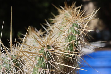 kaktus opuncja Opuntia polyacantha var. hystricina Heidelberg © Perovskia