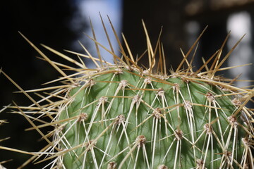 kaktus opuncja Opuntia polyacantha var. hystricina Heidelberg © Perovskia