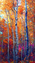 Fototapeta premium Autumn forest trees colorful foliage