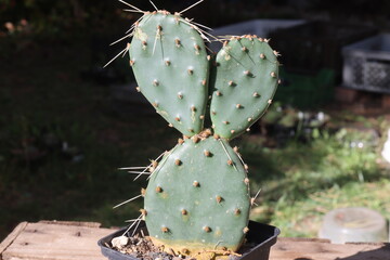 kaktus opuncja Opuntia phaeacantha "Orangade"  © Perovskia