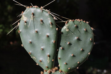 kaktus opuncja Opuntia phaeacantha "Orangade"  © Perovskia