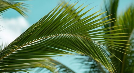 Obraz premium A close-up view of palm fronds against a bright sky. The fronds are a vibrant green, with the sky providing a beautiful backdrop