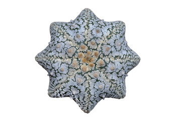 Astrophytum asterias superkabuto star-shape isolated on transparent background png file