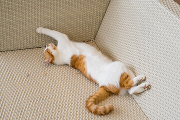 A peacefully sleeping orange and white cat curled up on a beige woven fabric couch