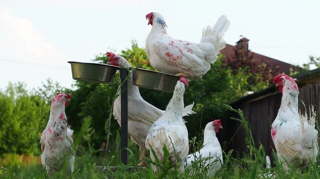 White chickens are walking on the grass eating grain