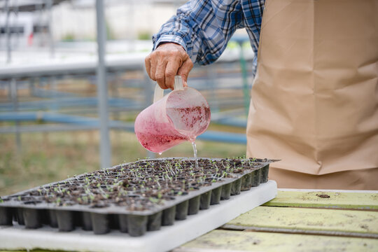 Gardener pouring liquid from a transparent measuring jug into seedling trays filled with soil and young plants nutrient solution or fertilizer for plant growth greenhouse or plant nursery, suggesting.