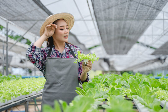 farmer carefully inspecting green lettuce in modern hydroponic greenhouse agricultural in farming technology offering a glimpse smart farm of agriculture	