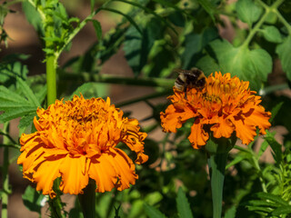 Marigold flowers and a bee on a sunny day