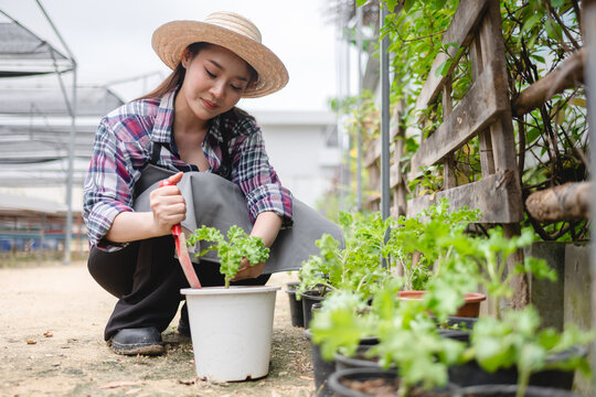 Gardener carefully inspecting green lettuce in modern hydroponic greenhouse agricultural detail by tablet in farming technology offering a glimpse smart farm of agriculture - Powered by Adobe