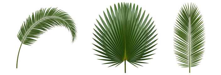 Three isolated palm leaves on a white background. Each leaf has a unique shape, showing the...
