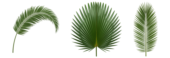 Three isolated palm leaves on a white background. Each leaf has a unique shape, showing the diversity of tropical flora.
