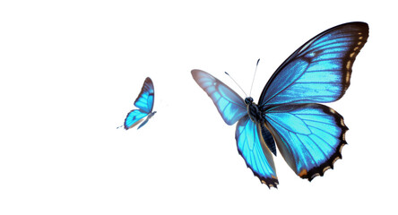 Stunning Blue Morpho Butterflies in Flight High-Resolution Image for Commercial Use