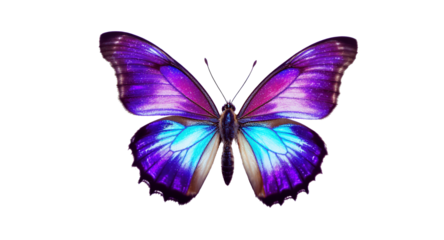 Stunning Purple and Blue Butterfly Wings High-Resolution Image for Commercial Use