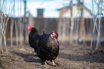 Black chickens walk around the unharvested spring vegetable garden.
