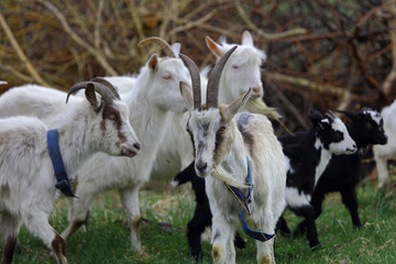 A herd of goats grazes on a green meadow on a farm.
