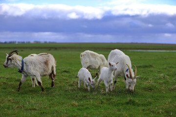 A herd of goats grazes in a farmer's meadow.