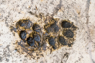 Close-up of two animal paw prints embedded in concrete, showing distinct details and texture against a weathered background