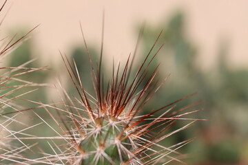 opuncja kaktus Opuntia hystricina cv. Cactusmania  © Perovskia