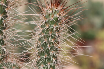 opuncja kaktus Opuntia hystricina cv. Cactusmania  © Perovskia