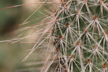 opuncja kaktus Opuntia hystricina cv. Cactusmania  © Perovskia