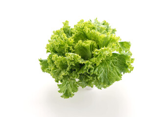 Obraz premium Fresh Lettuce