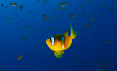 A cheerful clownfish performs acrobatics in its marine environment.