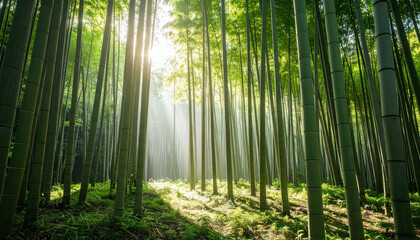 Fototapeta premium Dense Bamboo Forest with Sunlight Rays in Lush Green Nature