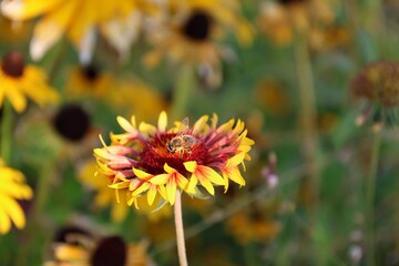 Bee collecting nectar on a vibrant red and yellow Gaillardia flower, macro close-up with soft bokeh background. Ideal for nature, ecology, and pollination themes. Rome, Italy, August 9, 2025