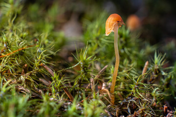 Macro photo of wild mushroom on mossy forest floor, detailed cap texture, perfect for nature prints and botanical art.