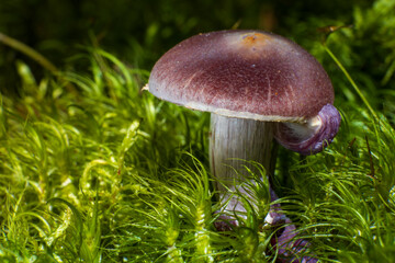 Macro photo of wild mushroom on mossy forest floor, detailed cap texture, perfect for nature prints and botanical art