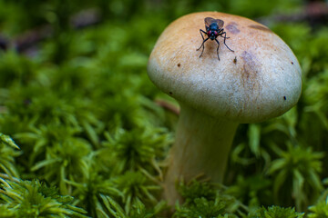 Close-up macro of delicate wild mushrooms on damp woodland floor, soft natural light, ideal for wall art and nature lovers