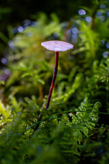 Macro photo of wild mushroom on mossy forest floor, detailed cap texture, perfect for nature prints and botanical art.