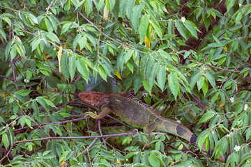 Iguana - a beautifully colored large lizard hiding in the branches of a tree in Csta Rica