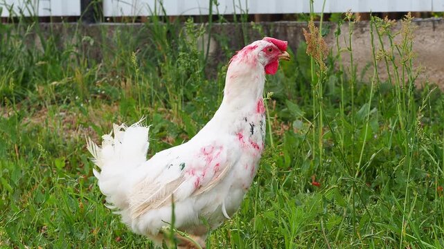White chickens are walking on the grass eating grain
