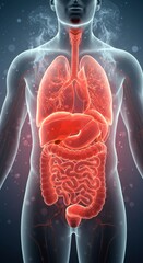 Human Anatomy Illustration Digestive and Respiratory Systems Detailed 3D Render