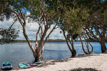 Lake Ainsworth, located in Lennox Head, New South Wales, Australia, is a popular tea-tree lake known for its dark, tannin-stained waters and health-giving properties.