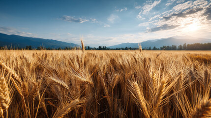 Dehydrated cornfield with wilting yellow leaves under bright sky. Water crisis and water shortage in summer during long drought is a global problem of drought on the planet.