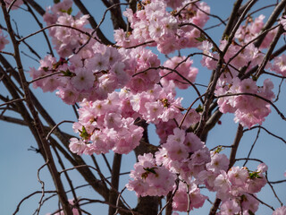 Close-up of the cherry blossom or japanese pink sakura flowering with pink flowers in springtime...