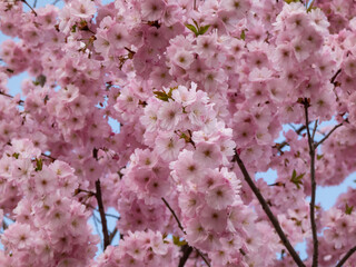 Close-up of the cherry blossom or japanese pink sakura flowering with pink flowers in springtime