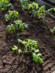 Group of small green tomato plants growing in a soil in the greenhouse in bright sunlight. Gardening and germinating seedlings