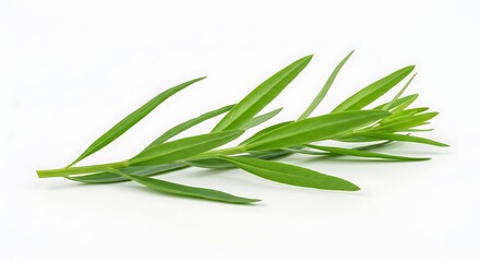 Fototapeta premium A closeup shot of green tarragon (Artemisia dracunculus)
