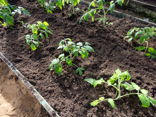 Group of small green tomato plants growing in a soil in the greenhouse in bright sunlight. Gardening and germinating seedlings