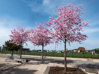 Fototapeta premium Cherry blossom or japanese pink sakura trees with naked branches flowering with pink flowers in a city environment