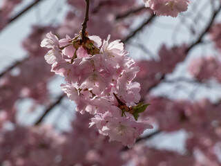 Close-up of the cherry blossom or japanese pink sakura flowering with pink flowers in springtime