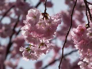 Close-up of the cherry blossom or japanese pink sakura flowering with pink flowers in springtime