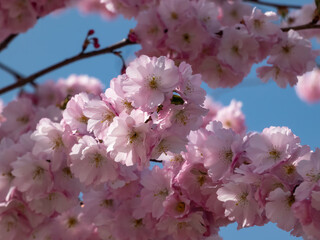 Close-up of the cherry blossom or japanese pink sakura flowering with pink flowers in springtime...